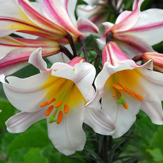 Lily, Trumpet - Regale