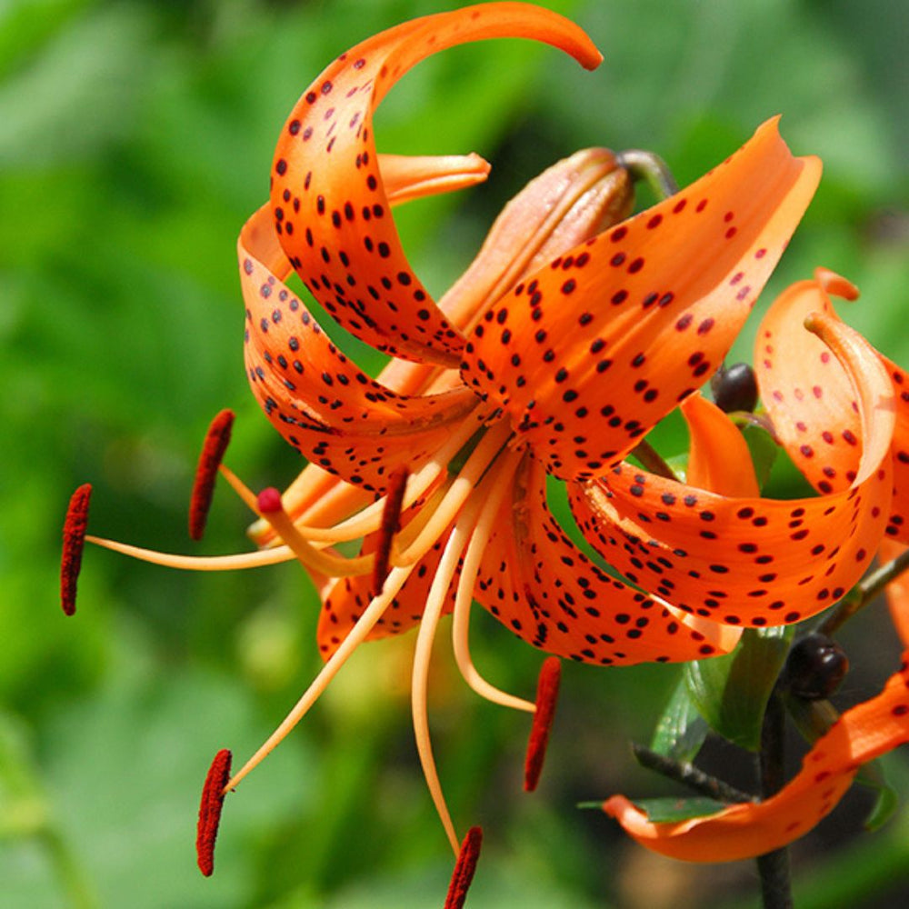 Lily, Tiger - Tigrinum Splendens