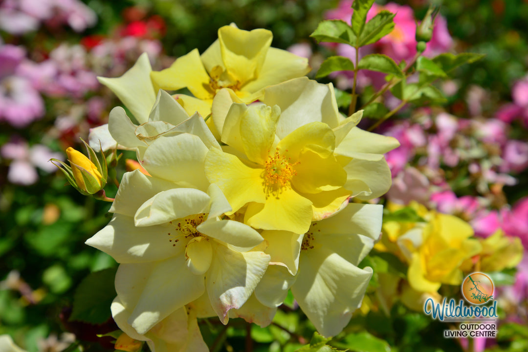 Limoncello - Star Roses and Plants