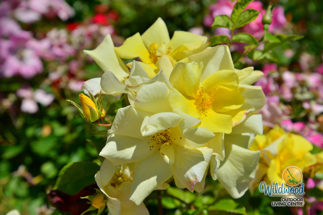 Limoncello - Star Roses and Plants