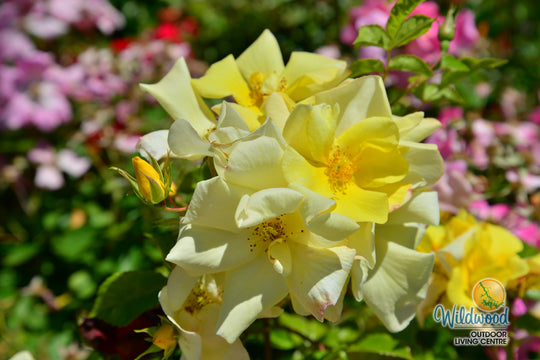 Limoncello - Star Roses and Plants