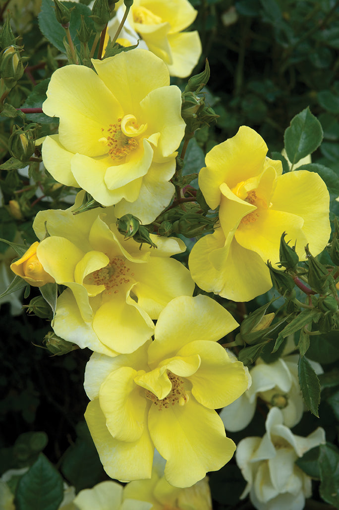 Limoncello - Star Roses and Plants