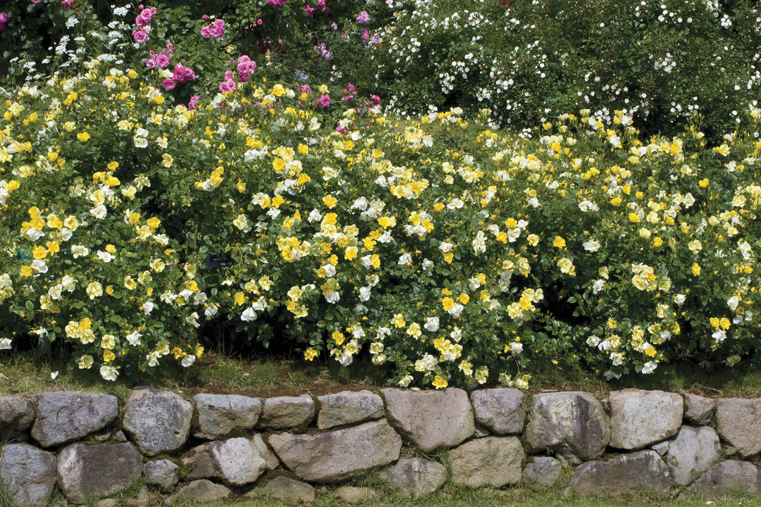 Limoncello - Star Roses and Plants