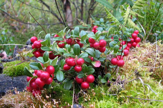 Lingonberry