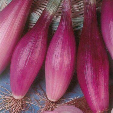 Onion Rossa Lunga di Firenze International - Aimers Seeds