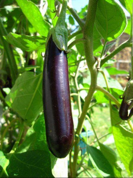 Eggplant Long Purple - Pacific Northwest Seeds