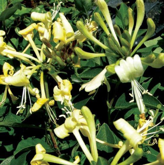 Lonicera Halliana (Honeysuckle)