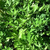 Lovage - Eagleridge Seeds