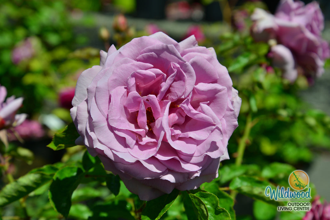 Love Song - Weeks Rose