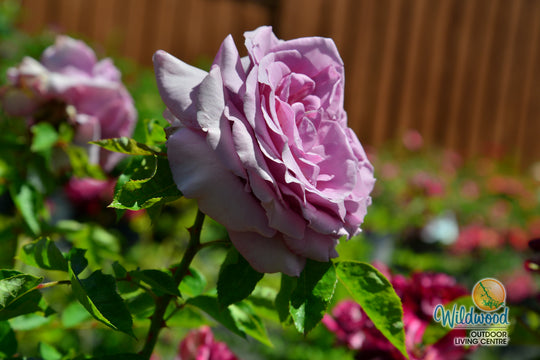 Love Song - Weeks Rose