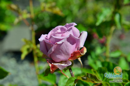 Love Song - Weeks Rose