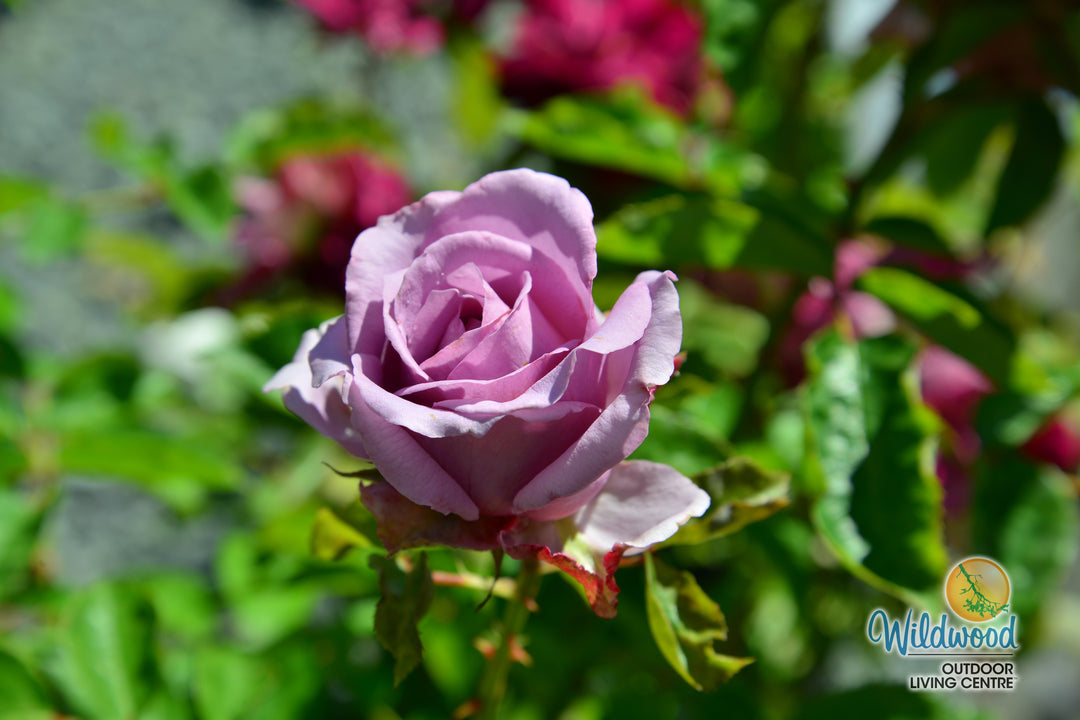Love Song - Weeks Rose