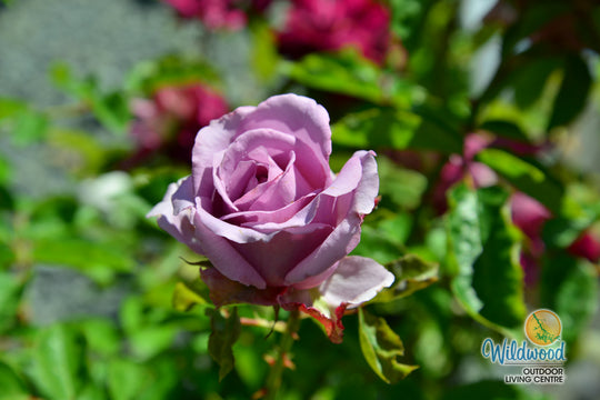 Love Song - Weeks Rose