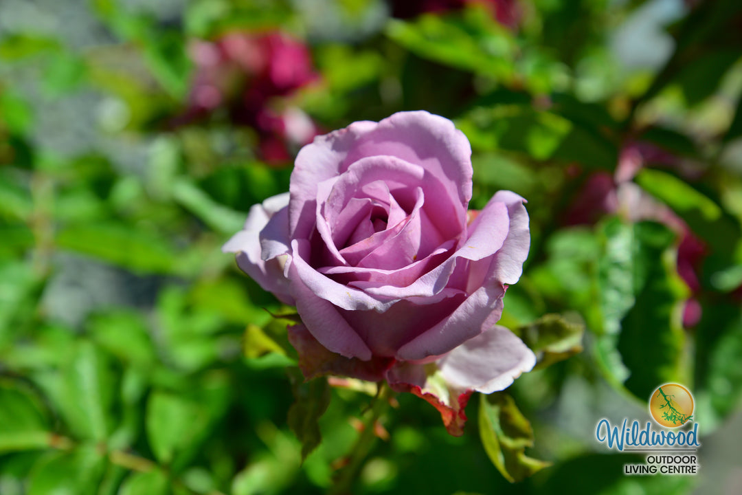 Love Song - Weeks Rose