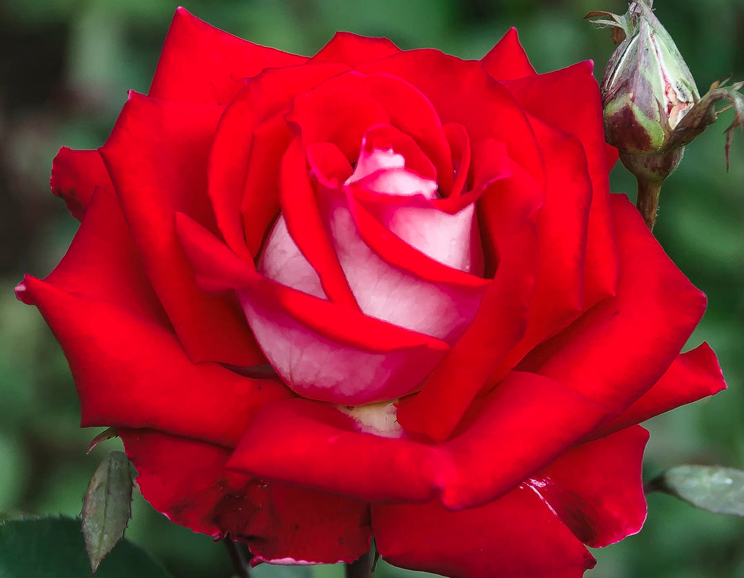 Love - Star Roses and Plants