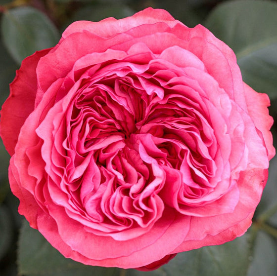 Loves Me, Loves Me Not - Star Roses and Plants