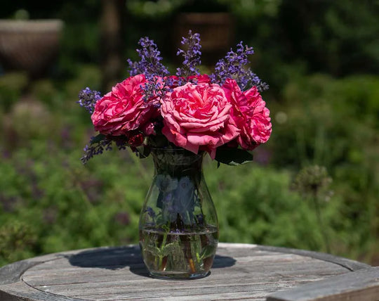 Loves Me, Loves Me Not - Star Roses and Plants