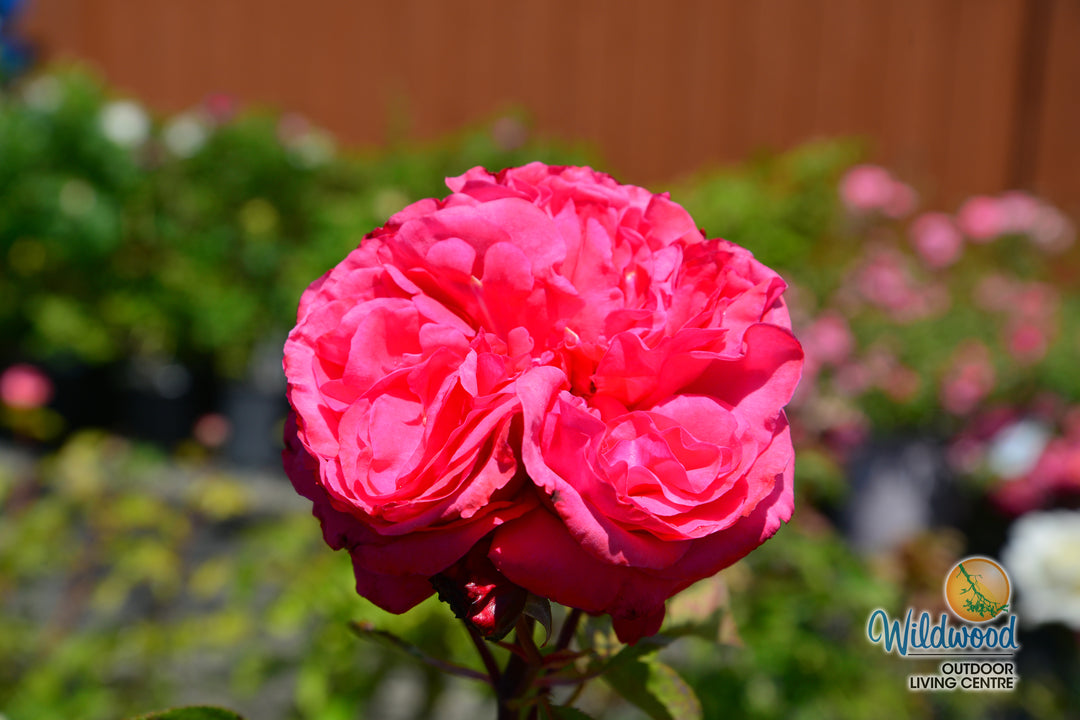 Loves Me, Loves Me Not - Star Roses and Plants