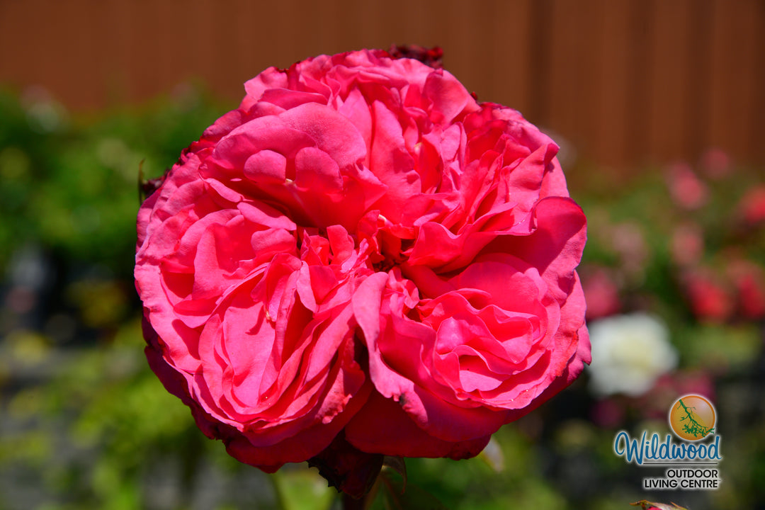 Loves Me, Loves Me Not - Star Roses and Plants
