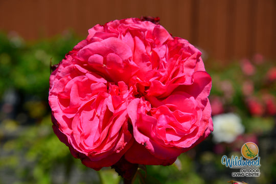 Loves Me, Loves Me Not - Star Roses and Plants