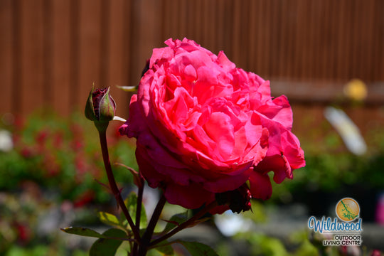 Loves Me, Loves Me Not - Star Roses and Plants