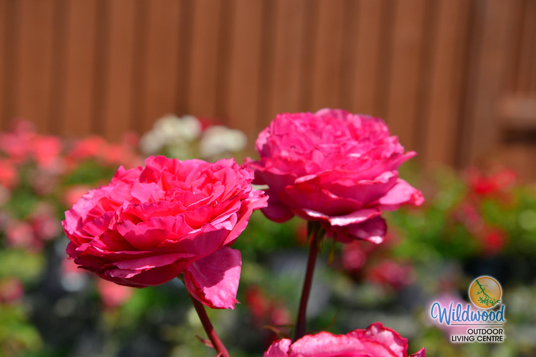 Loves Me, Loves Me Not - Star Roses and Plants