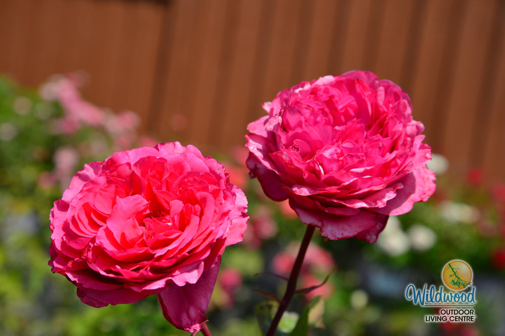 Loves Me, Loves Me Not - Star Roses and Plants