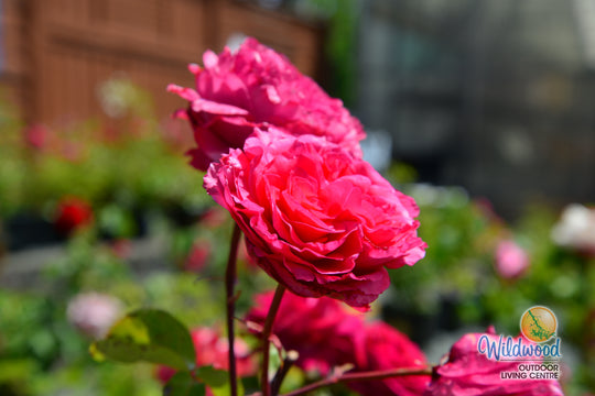 Loves Me, Loves Me Not - Star Roses and Plants