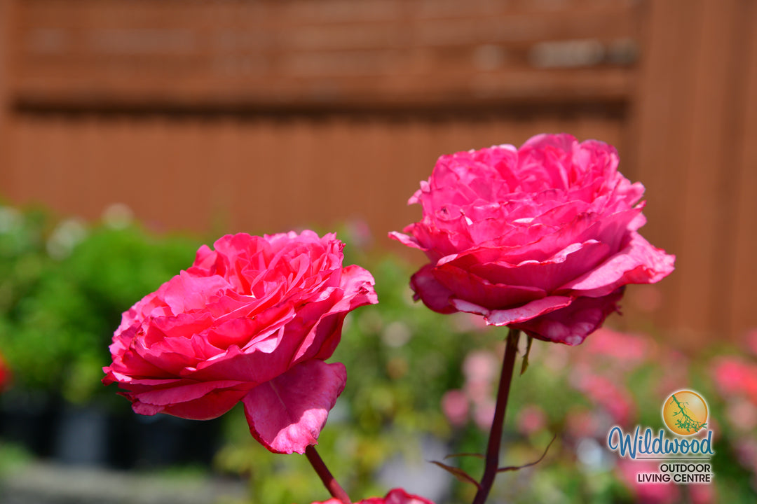 Loves Me, Loves Me Not - Star Roses and Plants