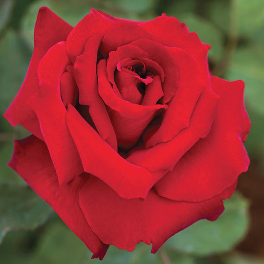 Love’s Promise™ - Star Roses and Plants