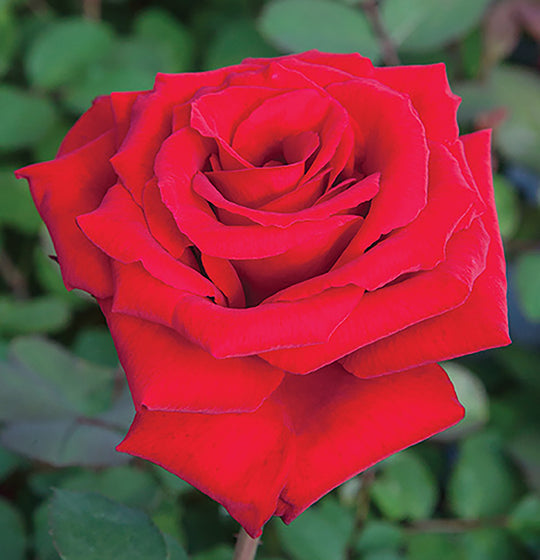 Love’s Promise™ - Star Roses and Plants