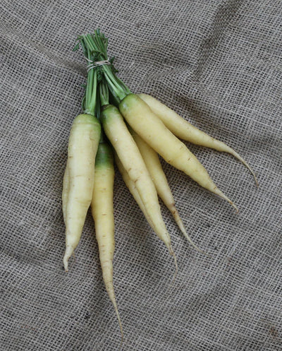 Carrot Lunar White - West Coast Seeds