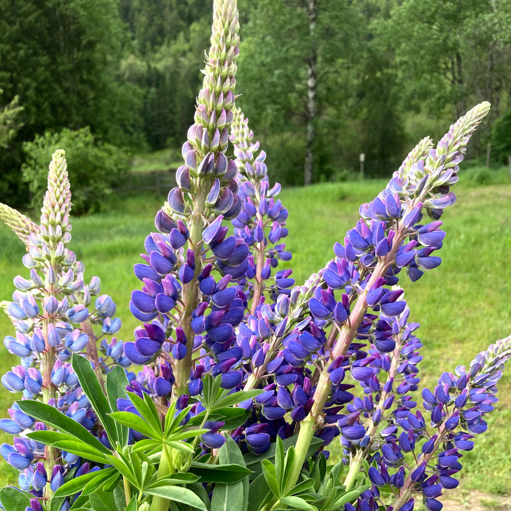 Organic Lupin Mix - Metchosin Farm Seeds