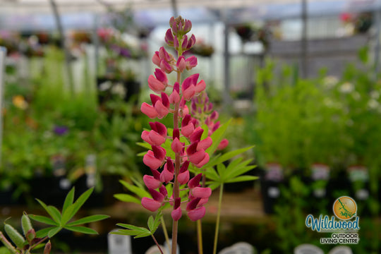 Lupin - Gallery Pink, 1 Pack