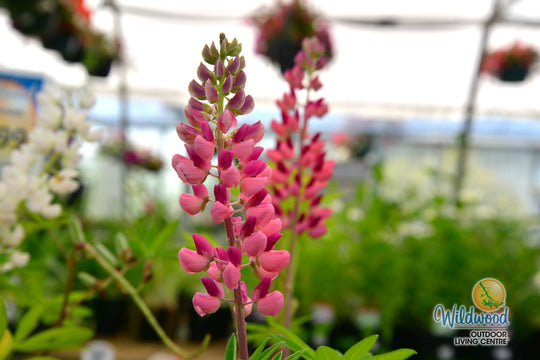 Lupin - Gallery Pink, 1 Pack
