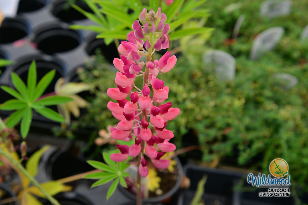 Lupin - Gallery Pink, 1 Pack