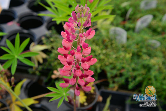 Lupin - Gallery Pink, 1 Pack