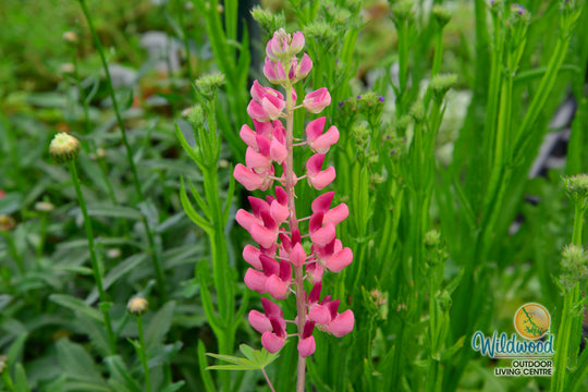 Lupin - Gallery Pink, 1 Pack
