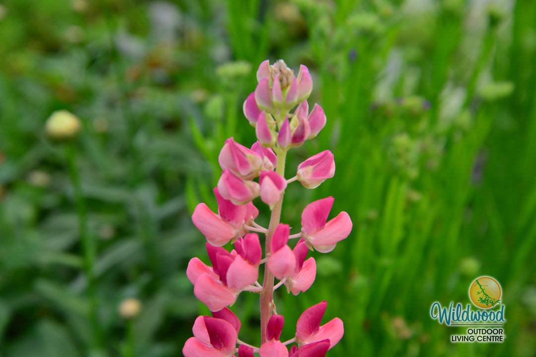 Lupin - Gallery Pink, 1 Pack