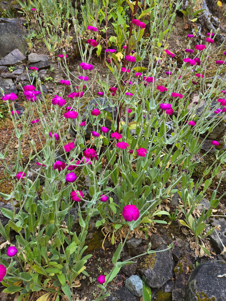 Lychnis Rose Campion - Eagleridge Seeds