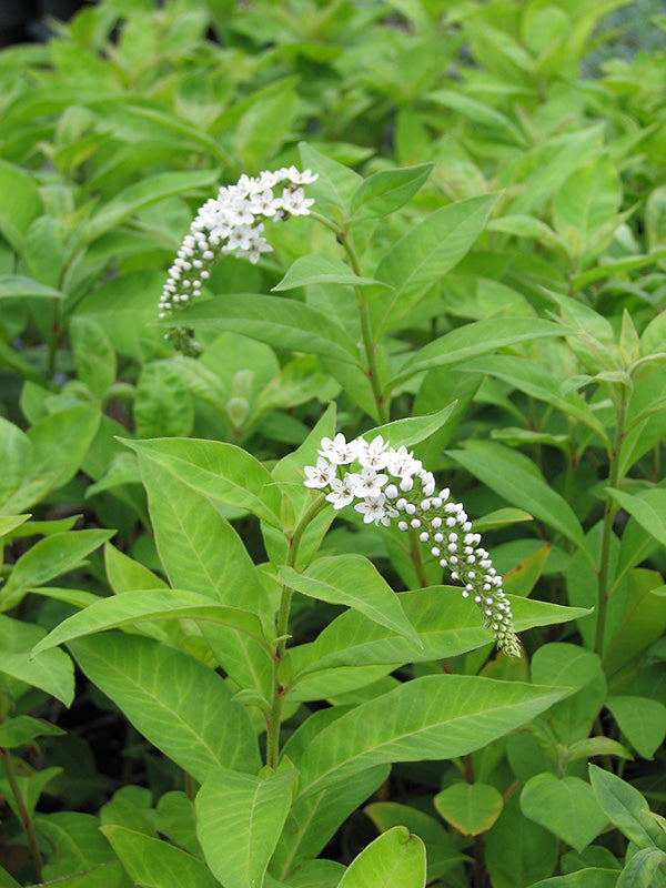Lysimachia - Clethroides, 1 Pack