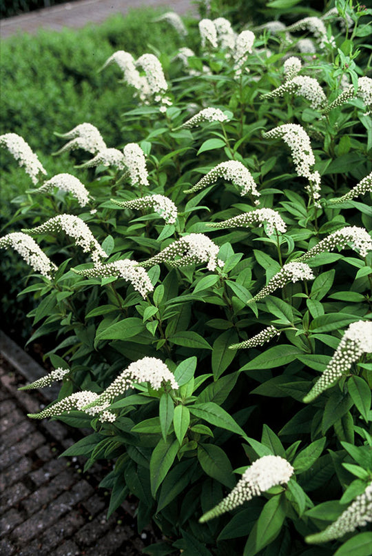 Lysimachia - Clethroides, 1 Pack