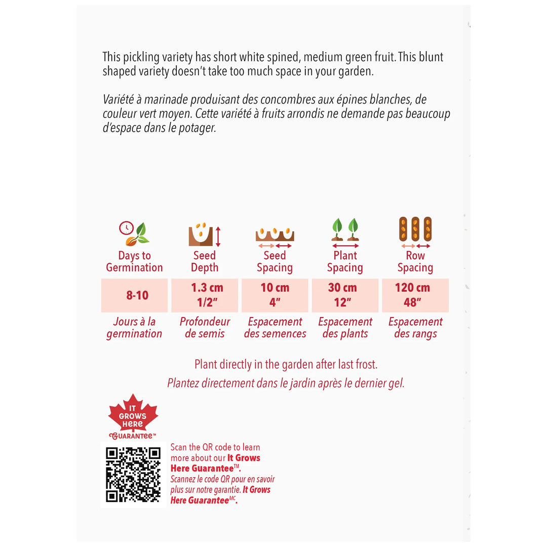 Cucumber Morden Early - McKenzie Seeds