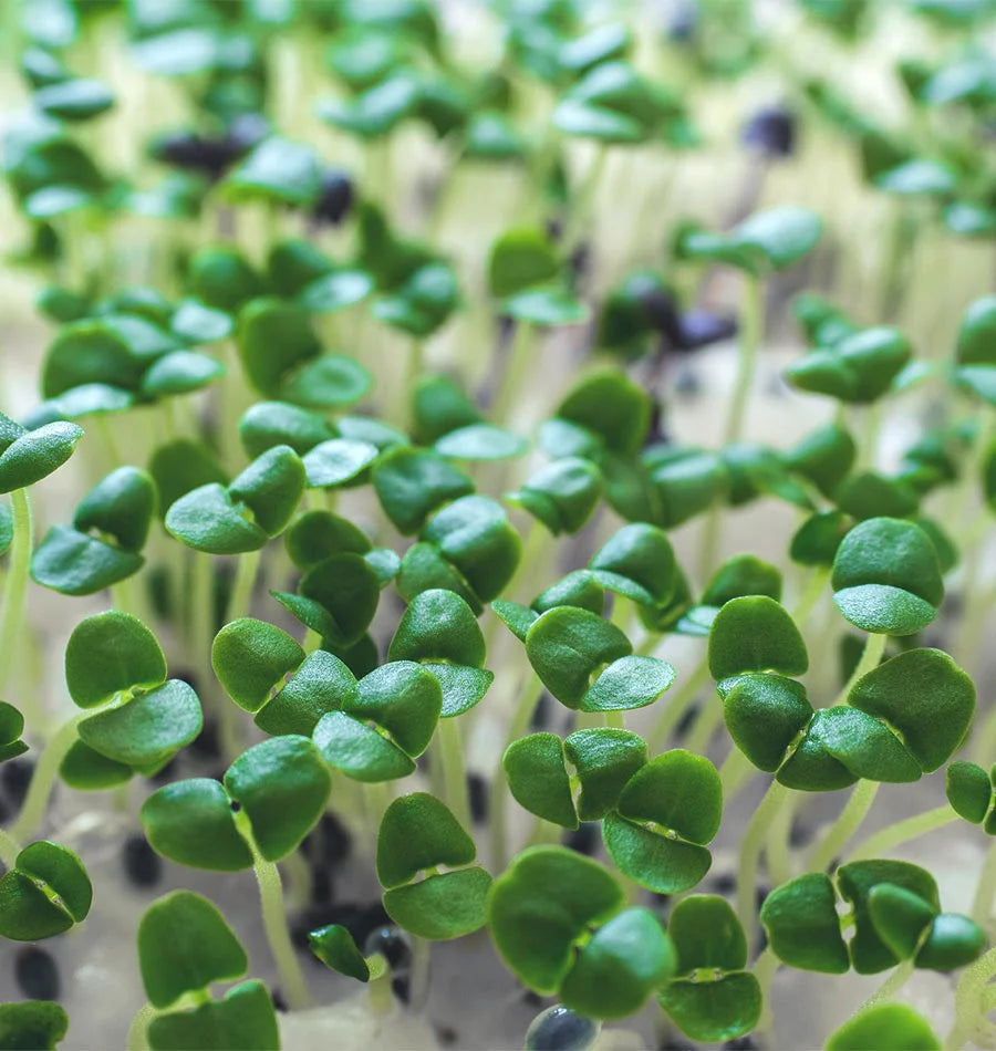 Basil Microgreens - West Coast Seeds