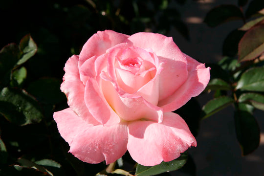 Secret™ - Star Roses and Plants