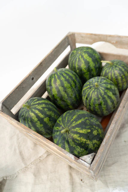 Watermelons Mini Mike - West Coast Seeds