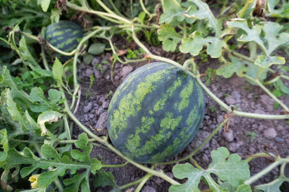 Watermelons Mini Mike - West Coast Seeds