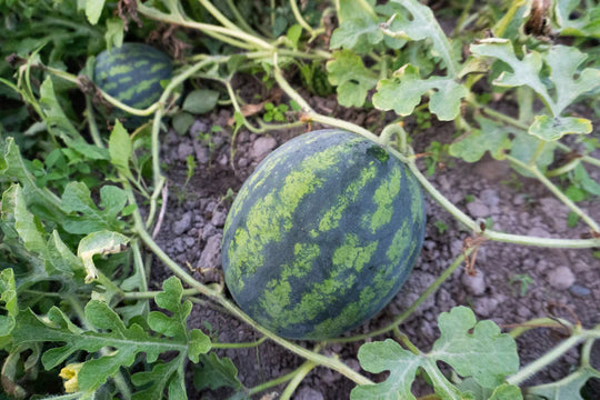 Watermelons Mini Mike - West Coast Seeds