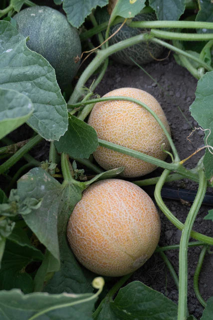 Melons San Juan - West Coast Seeds