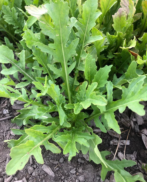 Arugula Surrey - West Coast Seeds